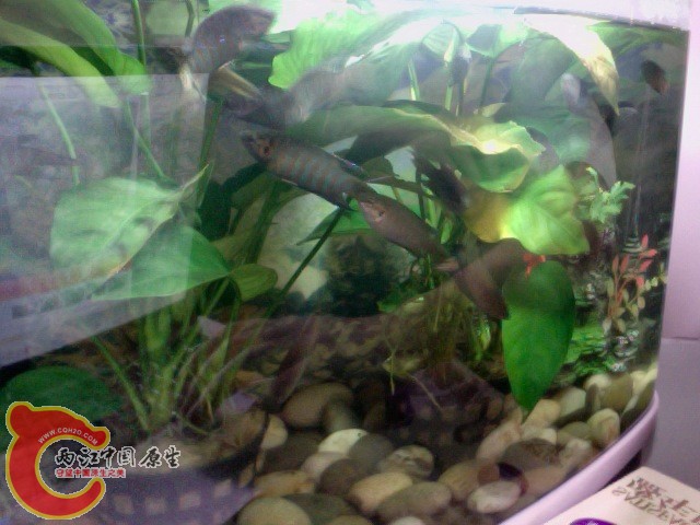 在 2010-03-05 19.00 拍摄的照片 #3.jpg