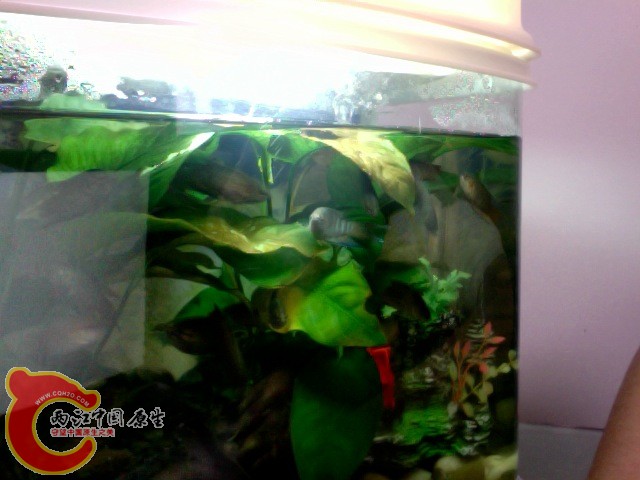 在 2010-03-05 18.58 拍摄的照片 #2.jpg