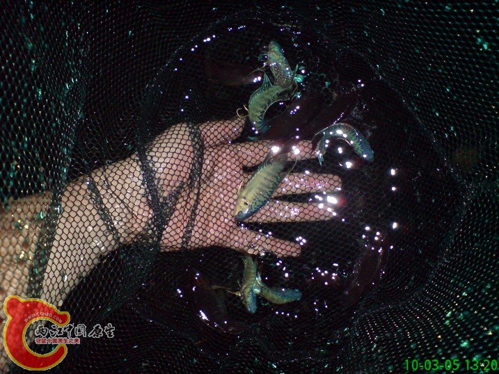 捞起来了,嘿嘿 捞起来了,嘿嘿