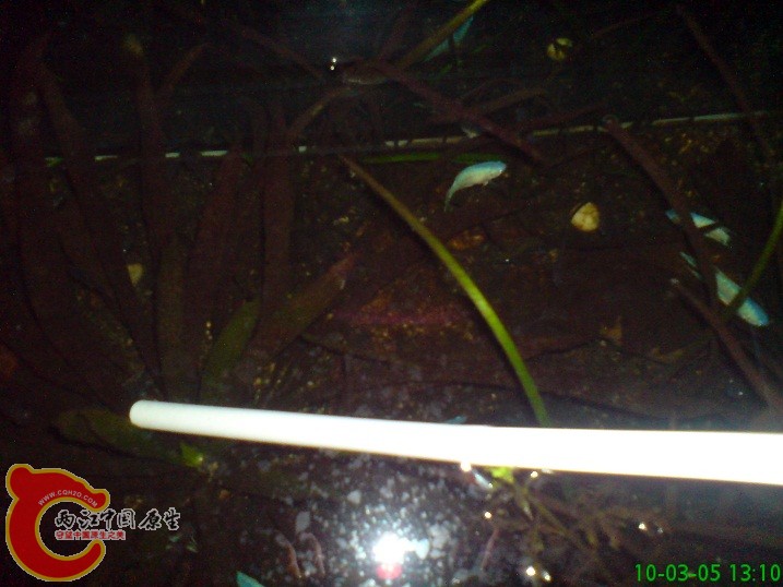 正在放水 正在放水