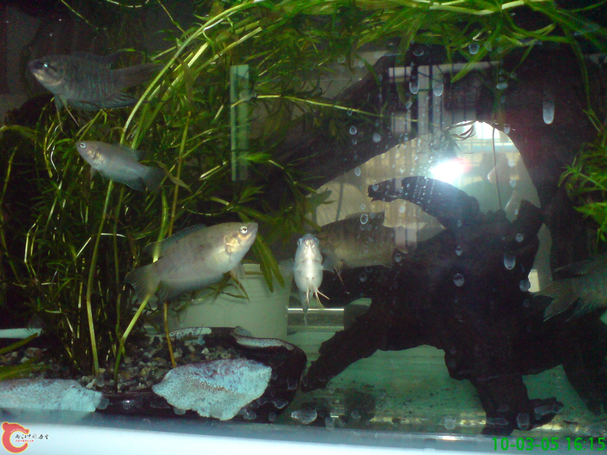 一群小家伙 一群小家伙