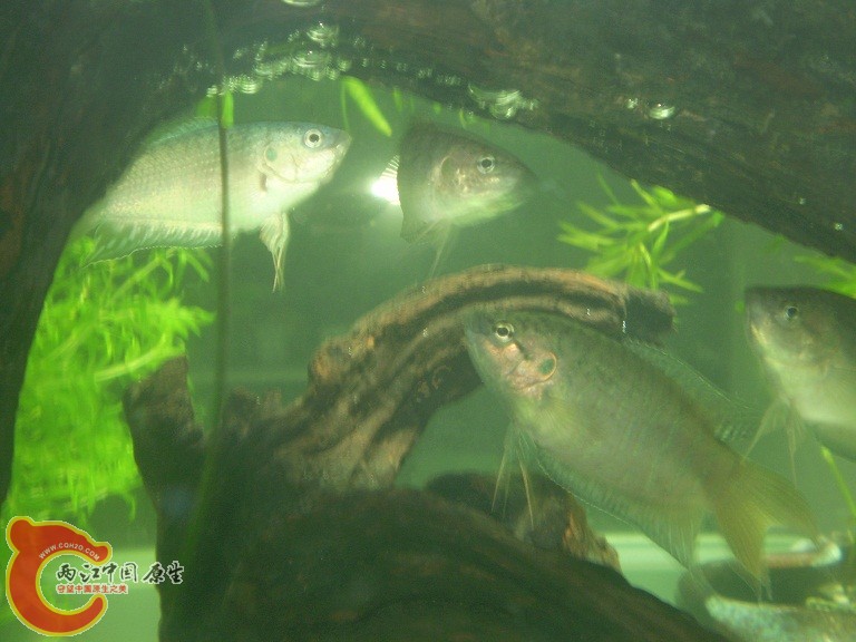 胆小的鱼 胆小的鱼