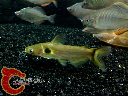 20100305750.jpg