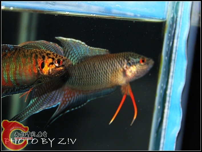 对焦对错了……