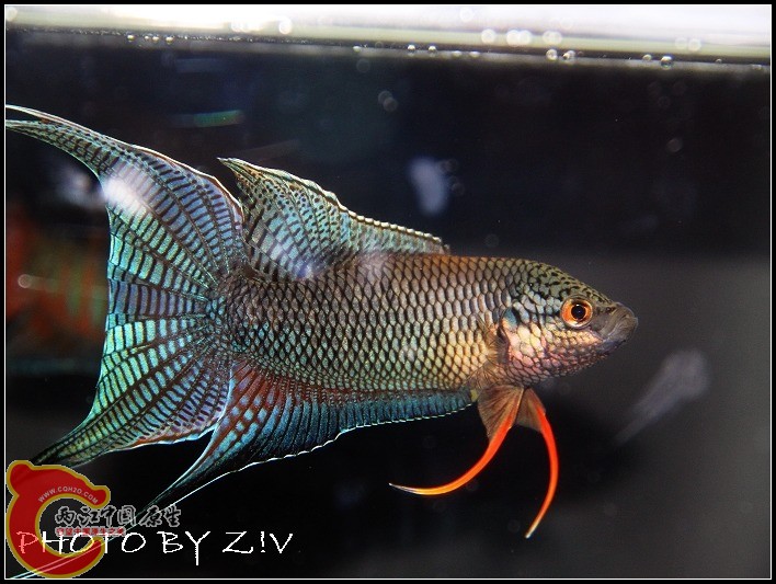 往左拍点就好了……