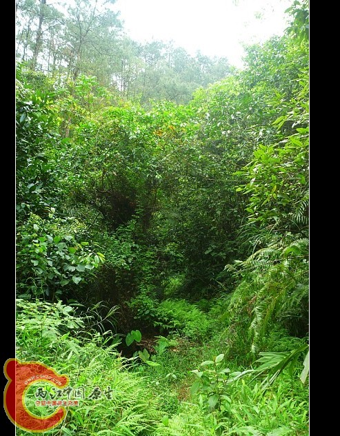 还是那样茂密的植被