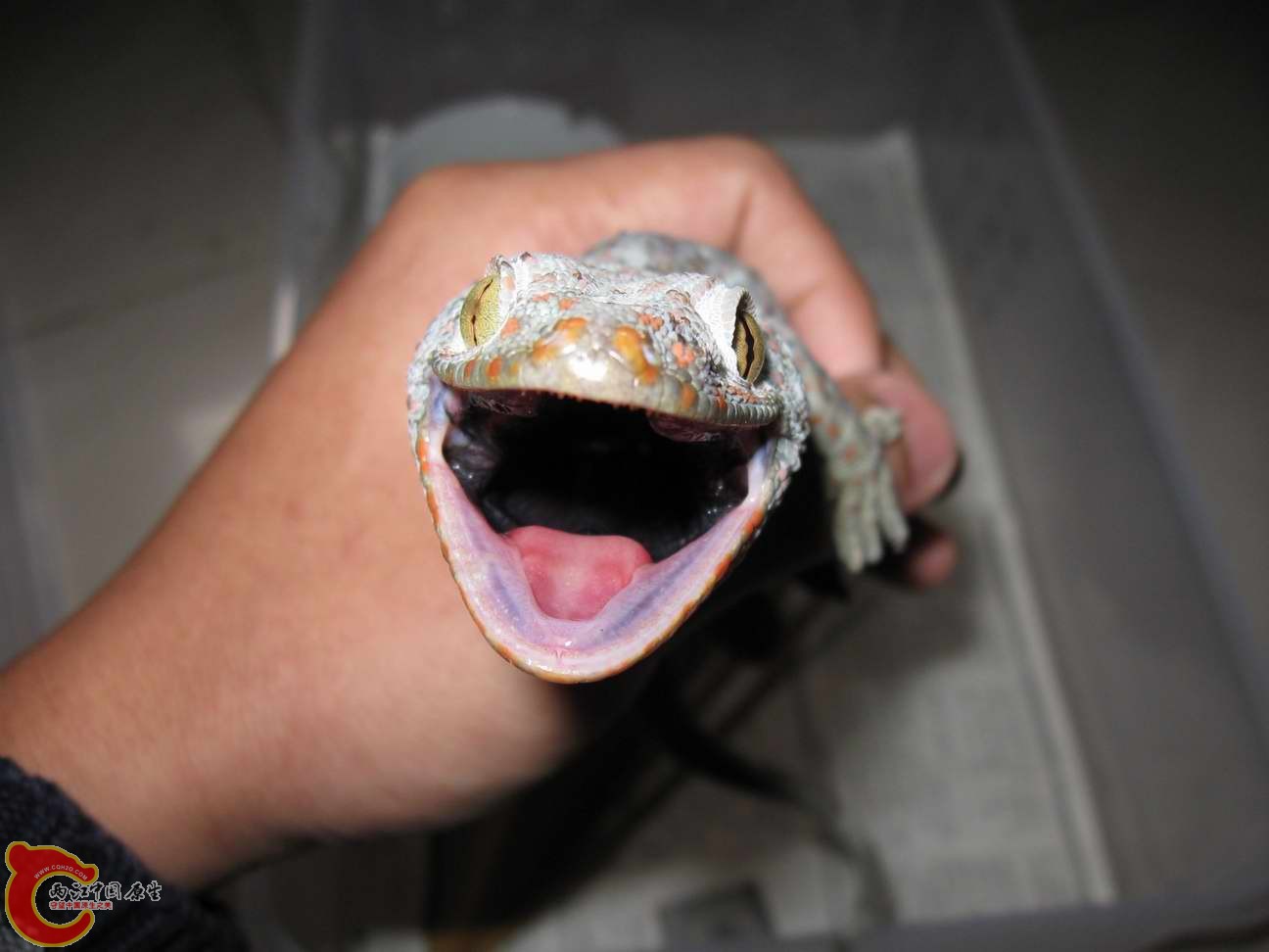 大嘴巴