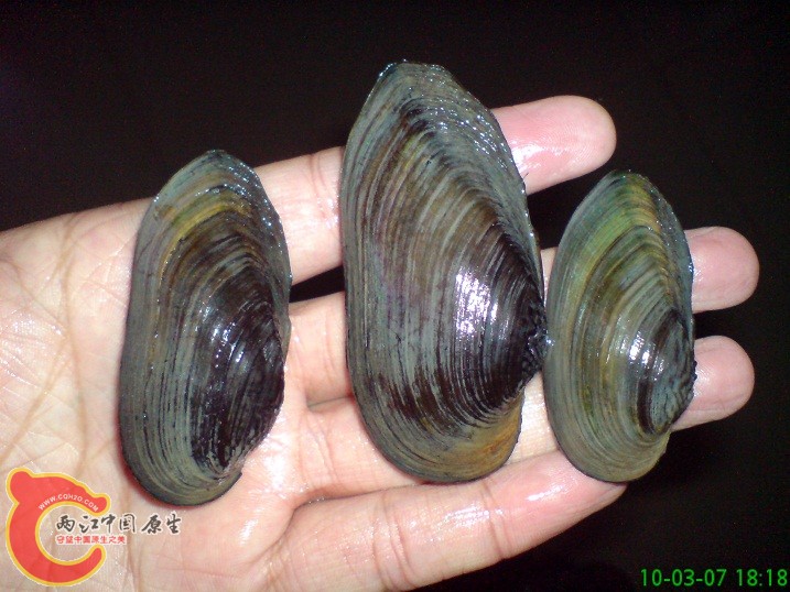 DSC00970.JPG