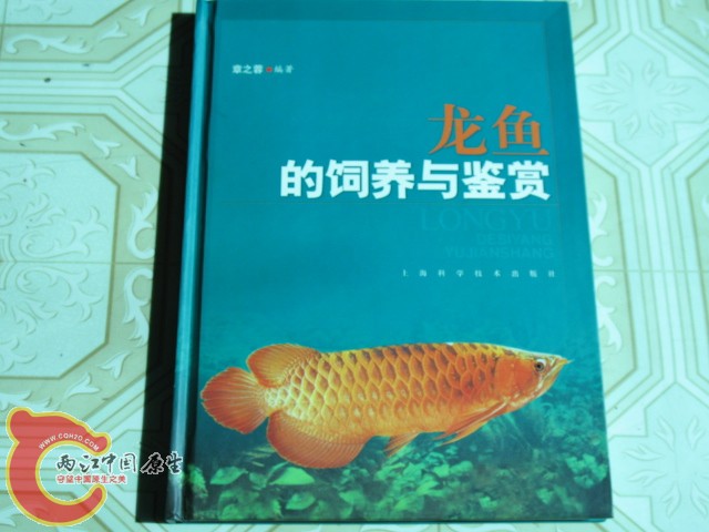 龙鱼