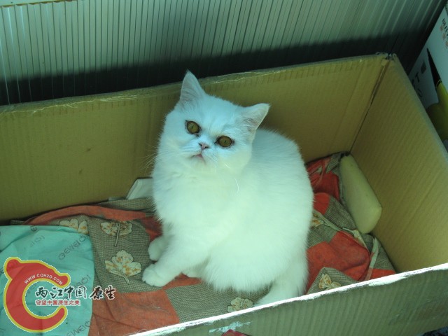 猫妈妈