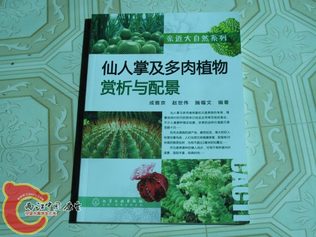 仙人掌