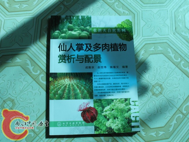仙人掌与多肉