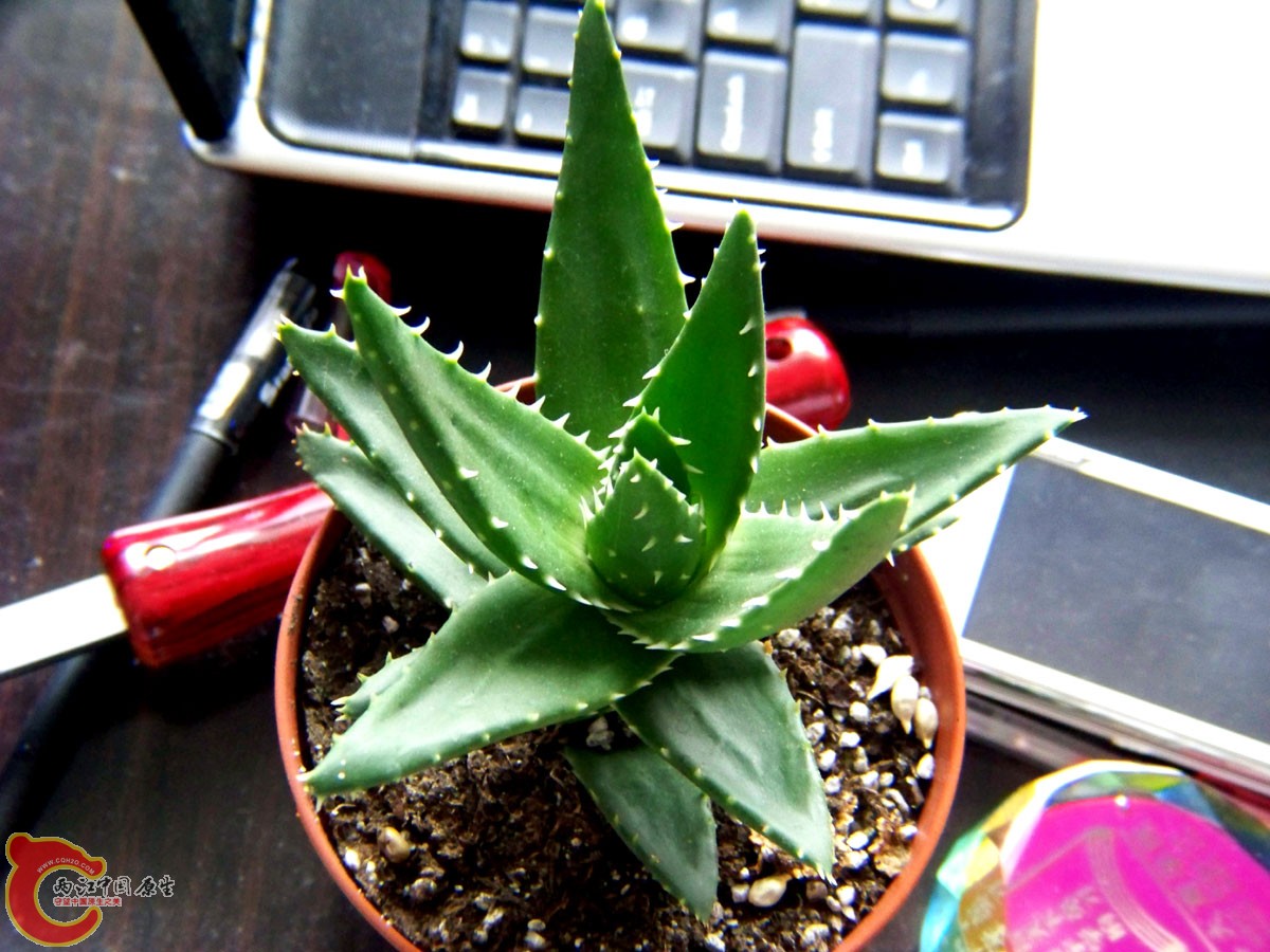 100_9564.JPG