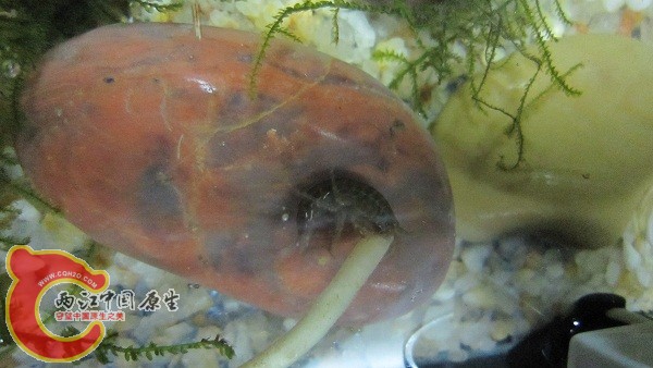 在吃草根的鈎虾。 在吃草根的鈎虾。