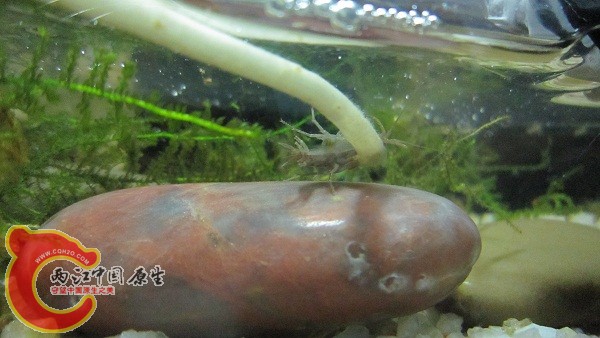 再来个侧脸 再来个侧脸