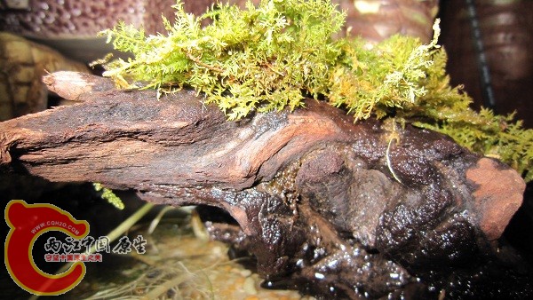 水环境侧脸。 水环境侧脸。