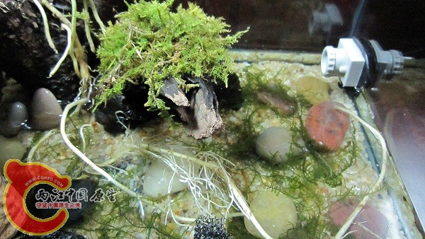 十来块钱的沉木,有点长毛,煮过了,估计过几天还得长 十来块钱的沉木,有点长毛,煮过了,估计过几天还得长