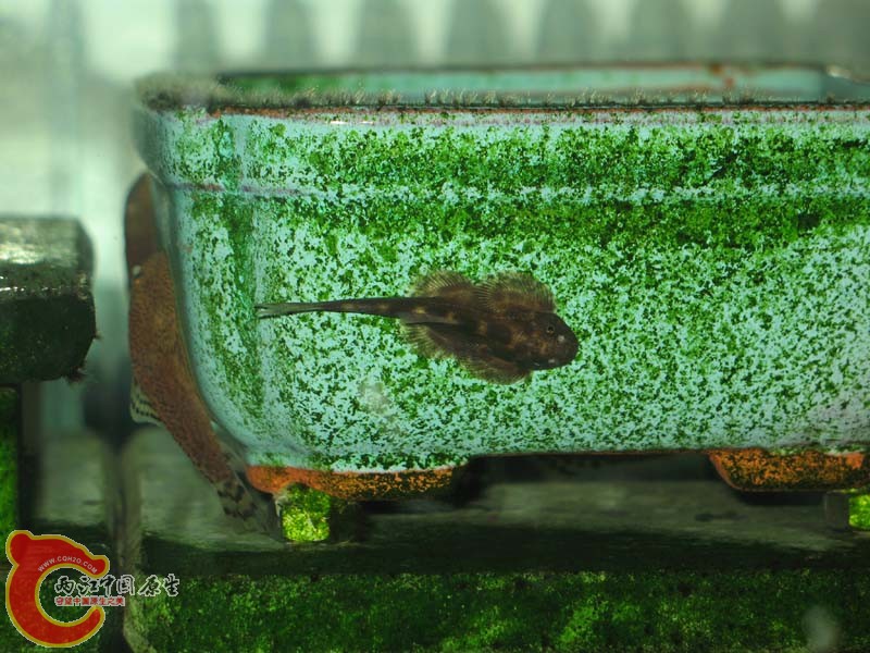 伍低（早死了放盐后死的）