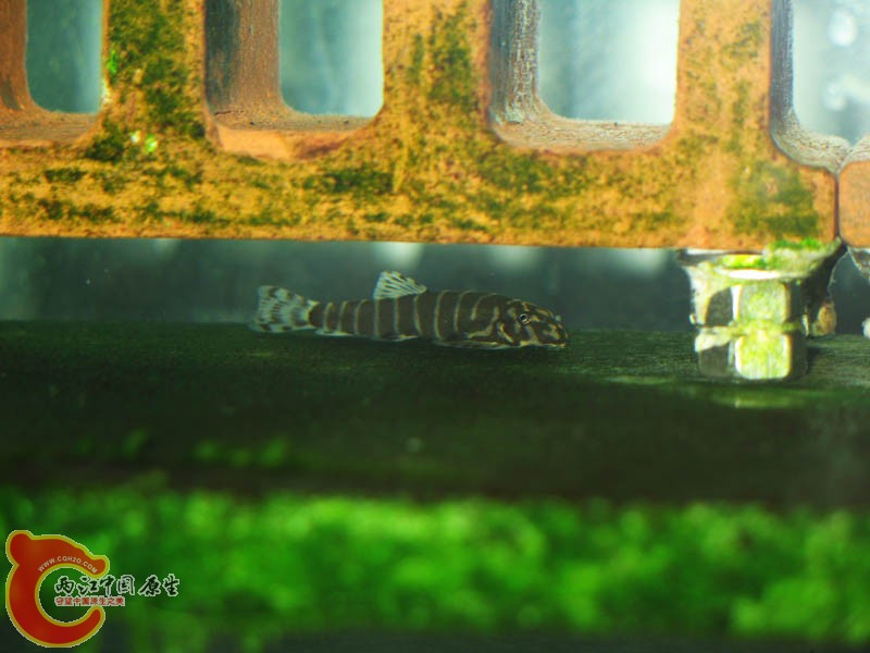 缨口鳅（早死了）