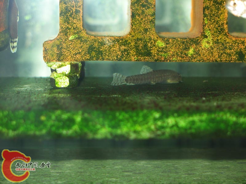 缨口鳅（放盐后死的）