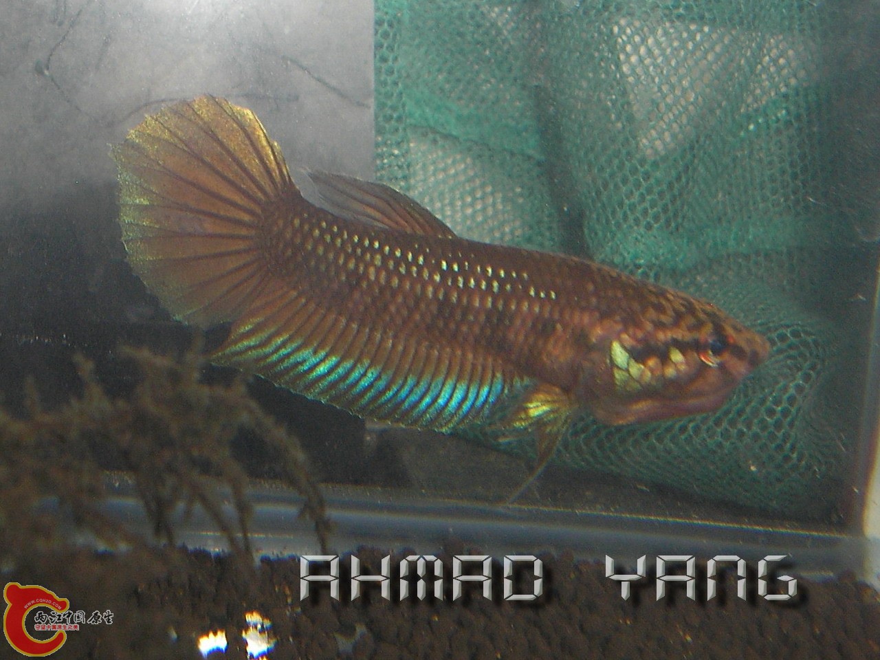 P1010005.jpg