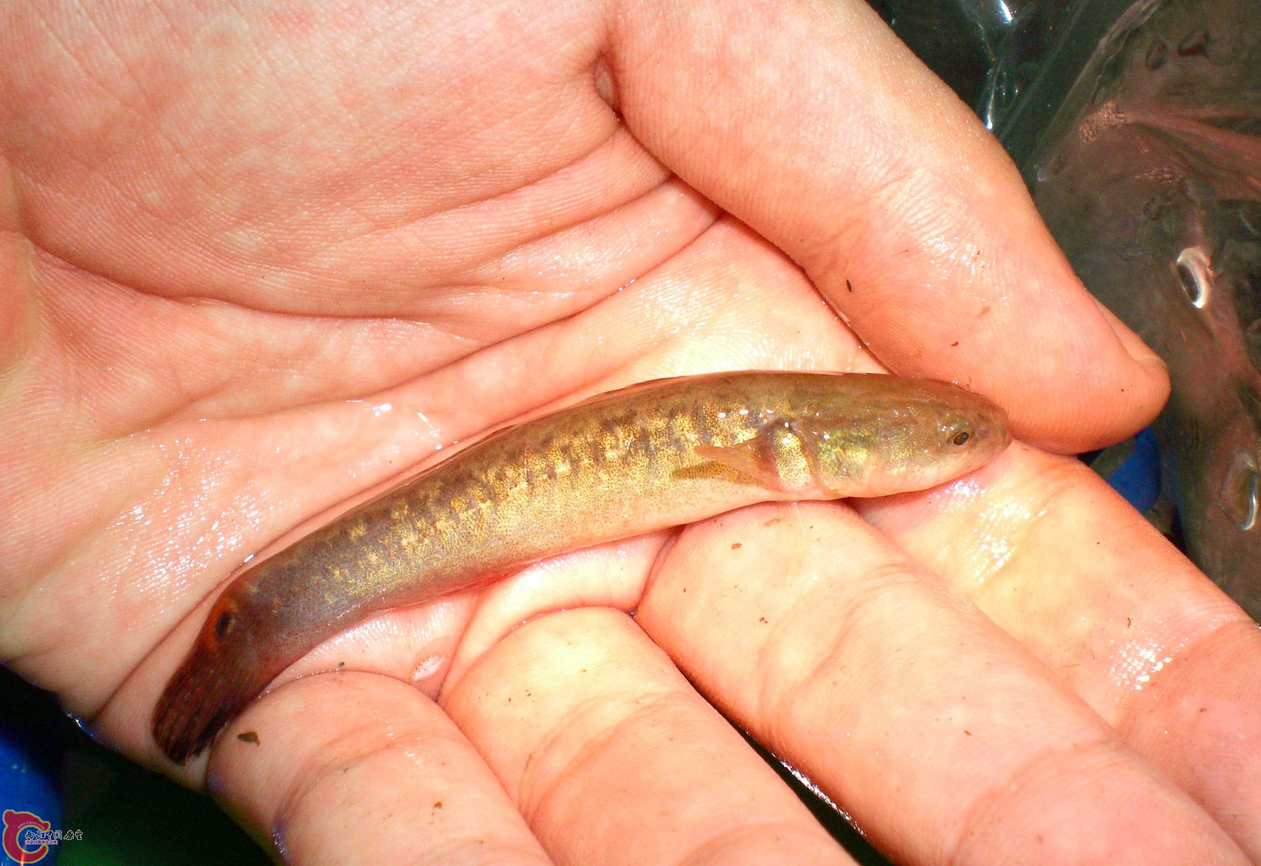 補回一尾中華烏