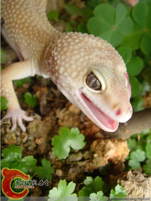 bao1.jpg