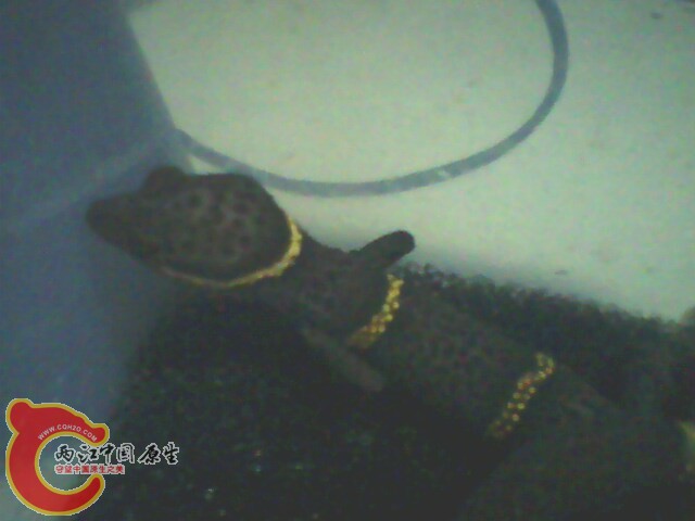 IMG0064A.jpg
