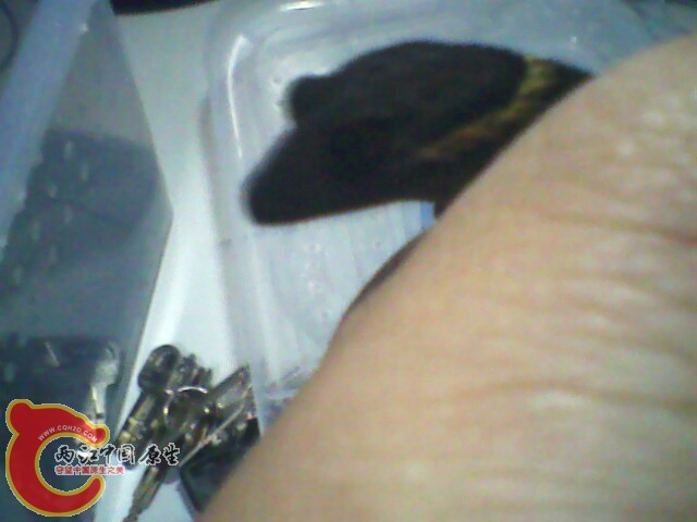 IMG0060A.jpg