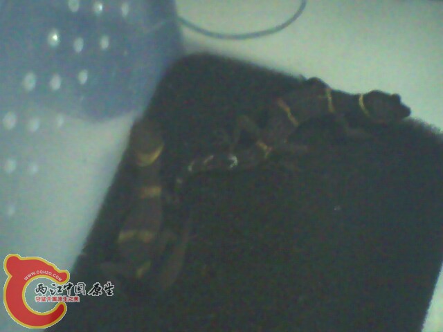 IMG0062A.jpg