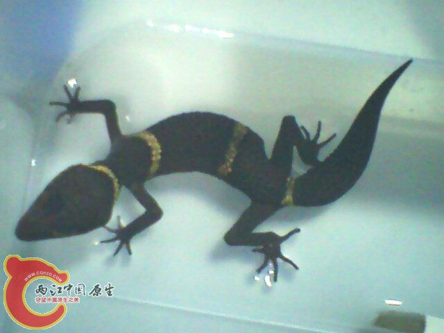 IMG0061A.jpg