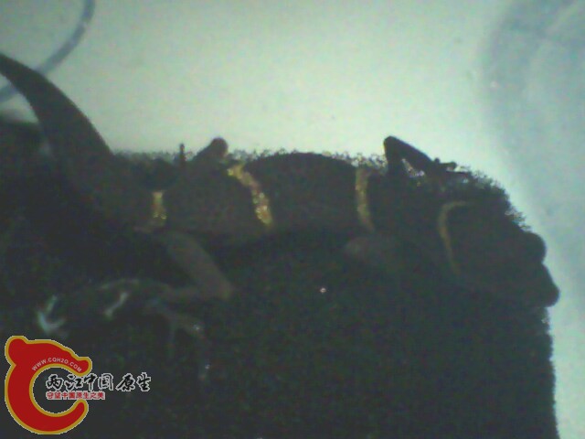 IMG0065A.jpg