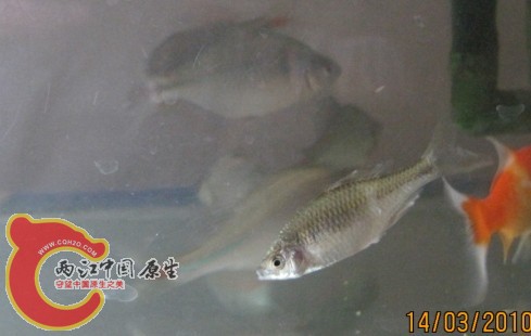 母鱼.jpg