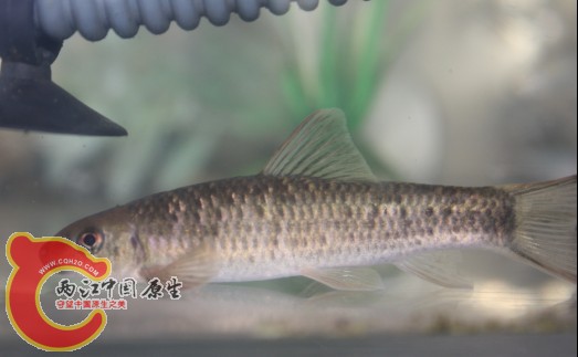 黑鳍泉?