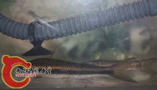 小泉,对吧?