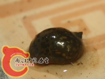 这就是那个像水生蜗牛的东西