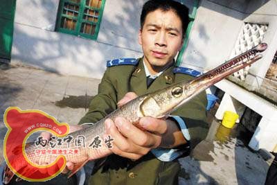 未知名鱼.jpg