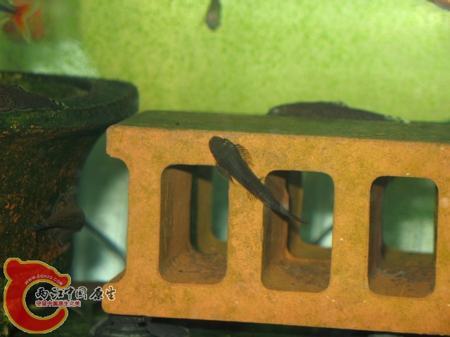 缨口鳅（可能是吧）