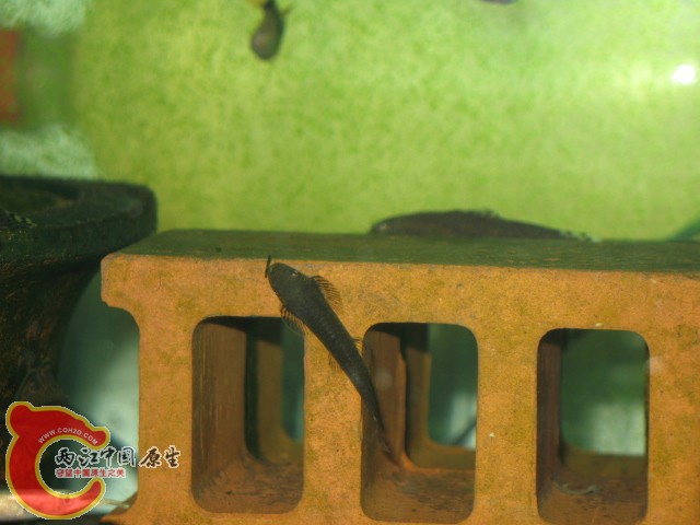 缨口鳅（可能是吧）