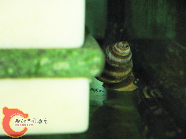 一只大螺（不知道名称）