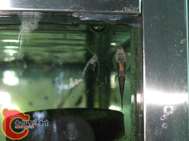 缨口鳅（可能是吧）