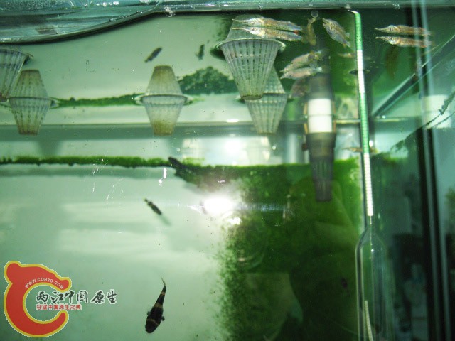 大鱼缸上角