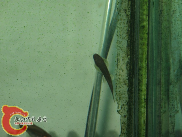 缨口鳅（可能是吧）