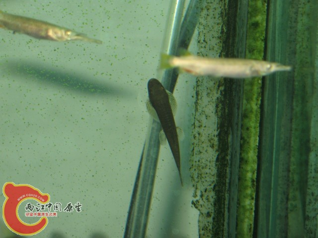 缨口鳅（可能是吧）