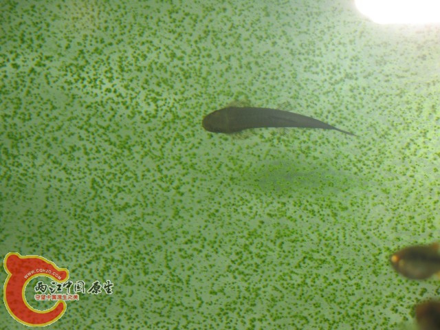 缨口鳅（可能是吧）