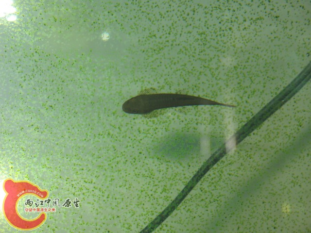 缨口鳅（可能是吧）