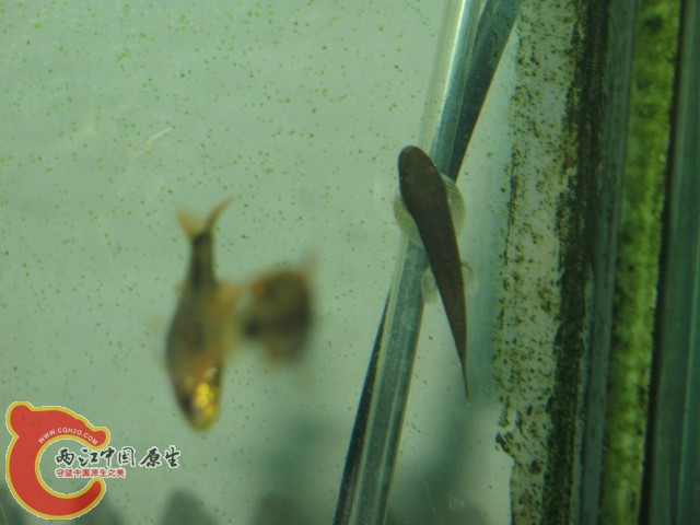 缨口鳅（可能是吧）