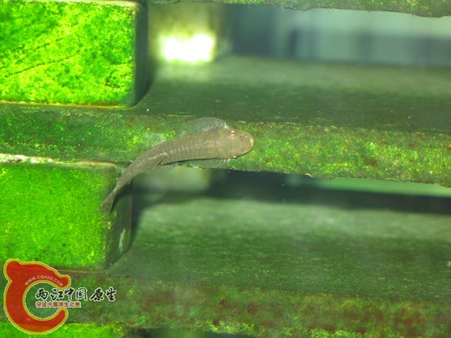 缨口鳅（可能是吧）