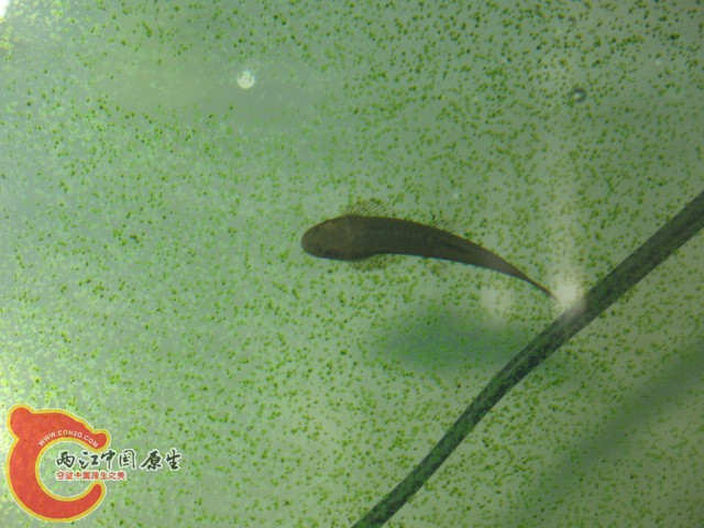 缨口鳅（可能是吧）