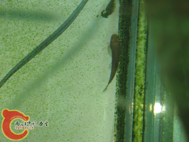 缨口鳅（可能是吧）